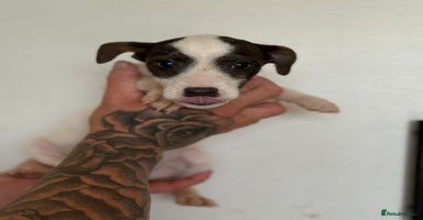 Jack Russell dogs - Advert 1