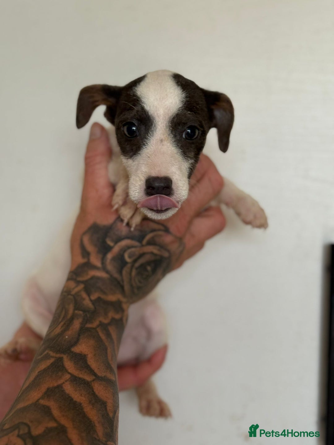 Jack Russell dogs for sale: Jack Russell  - Image 2