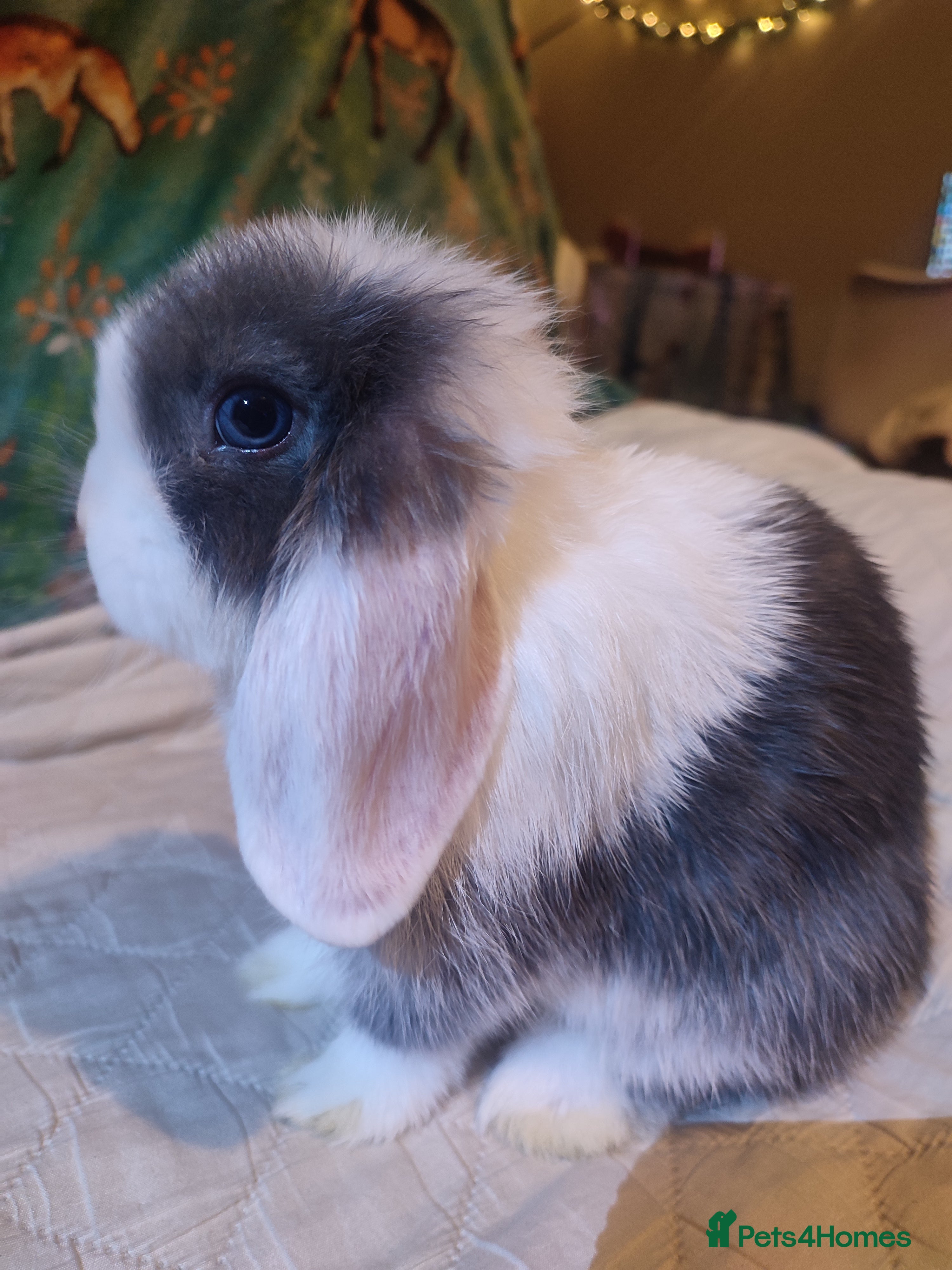 Mini Lop rabbits Baby mini lops - 1 left - Advert 11