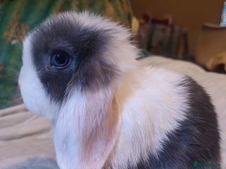 Mini Lop rabbits Baby mini lops - 1 left - Advert 11