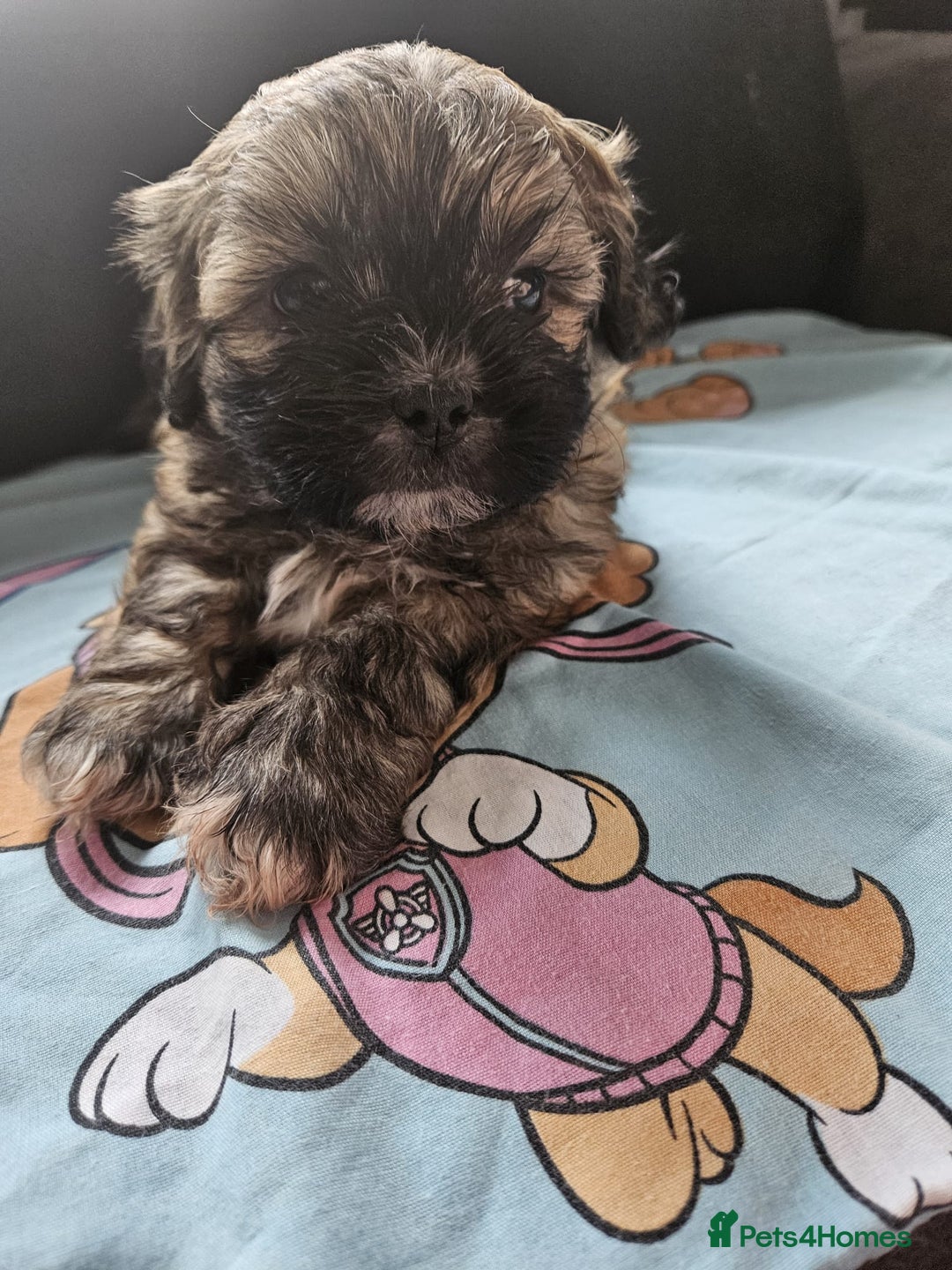 Shihpoo dogs for sale: F1B Shihpoo Teddy Bear Puppy's  - Image 6