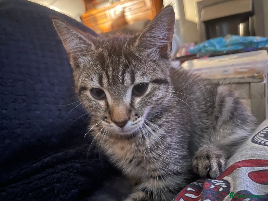Mixed Breed cats for sale: Mixed breed kittens - Image 12
