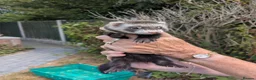 Ferret rodents for sale: Bady Ferrets  - Advert 2