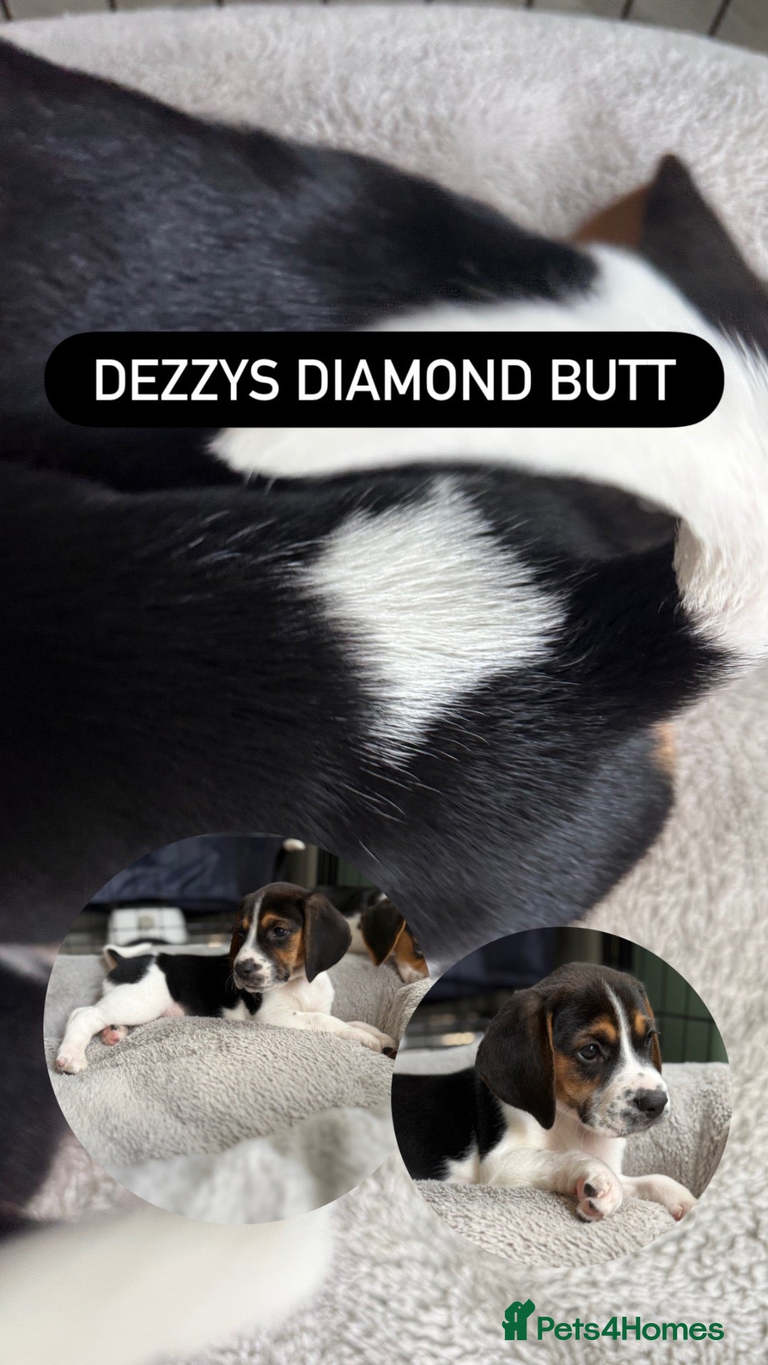 Beagle dogs for sale: Beautiful Beagle Boys  - Advert 2