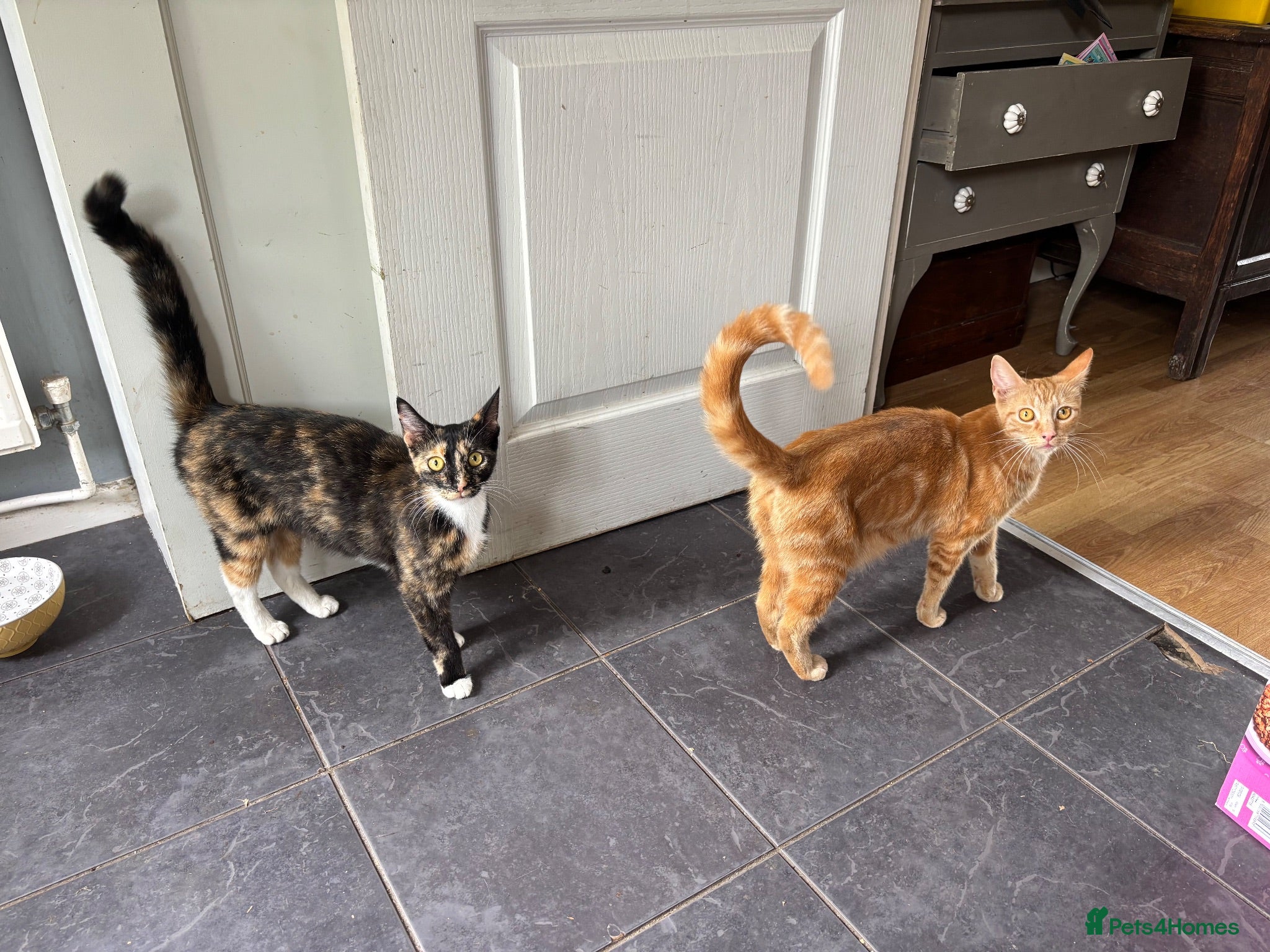 Mixed Breed cats Five beautiful kittens  - Advert 7