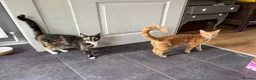 Mixed Breed cats for sale: Five beautiful kittens  in Witney - Advert 1