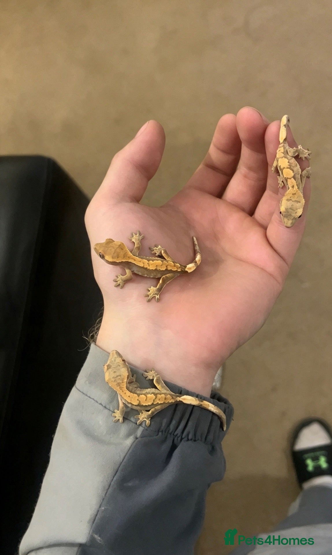 Mixed Breed rabbits for sale: 3 beautiful, healthy baby crested geckos  - Advert 7