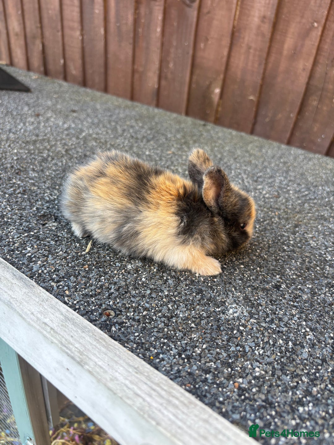 Lionhead rabbits for sale: Harlequin Lion head mini lop bunnies  - Image 6