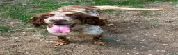 English Setter dogs for adoption: Drago in Bacup - Advert 5