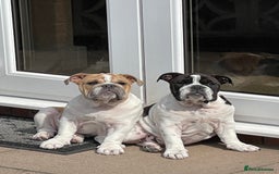 English Bulldog dogs for sale: Last Two - High Quality English Bulldog Puppies  in Atherstone - Image 1