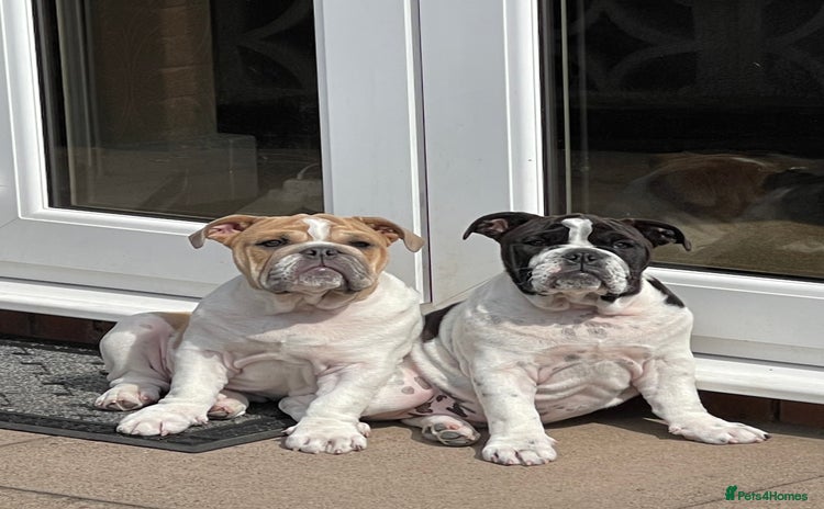 English Bulldog dogs in Atherstone - Advert 12