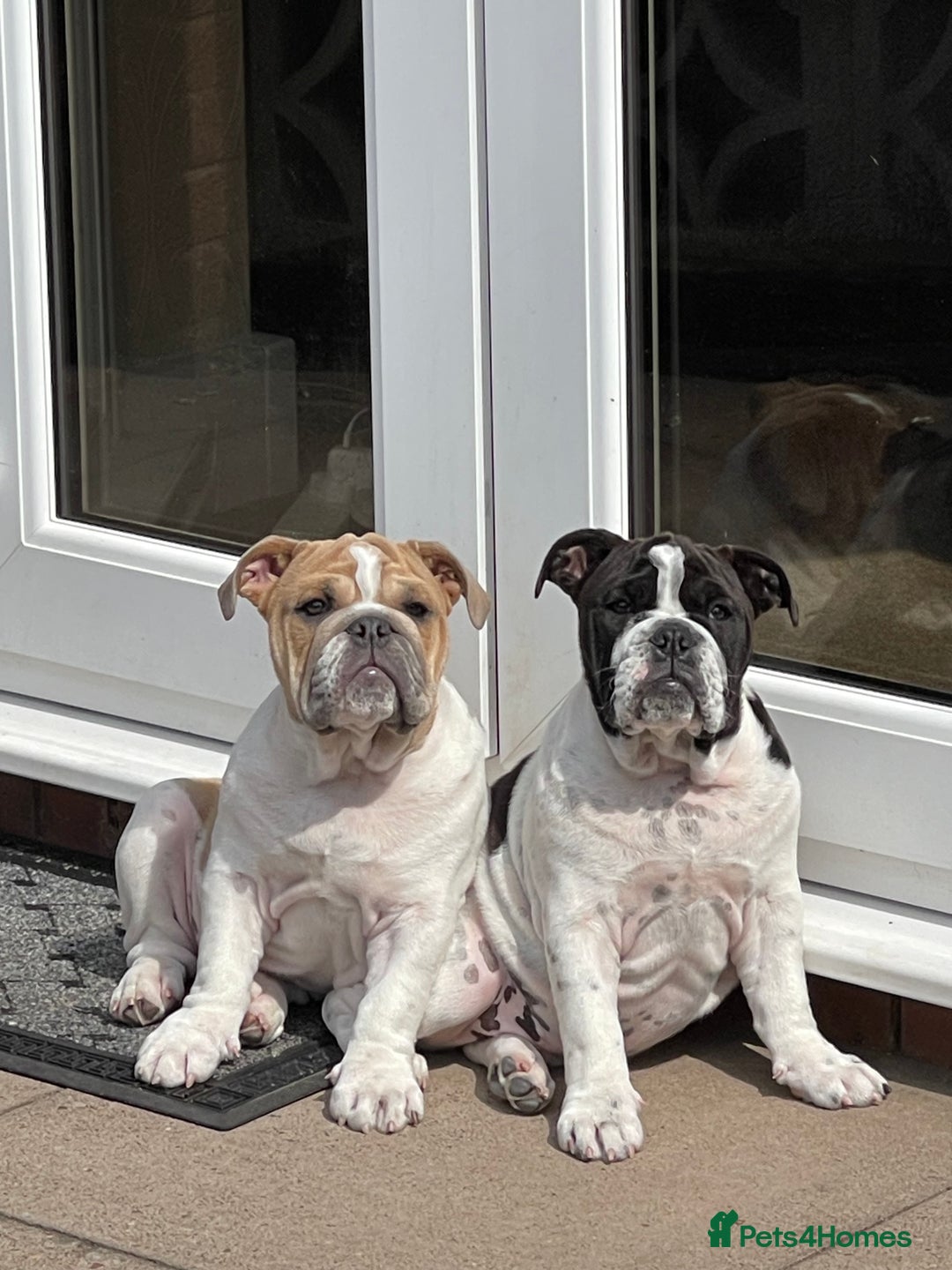 English Bulldog dogs for sale: Last Two - High Quality English Bulldog Puppies  in Atherstone - Image 1