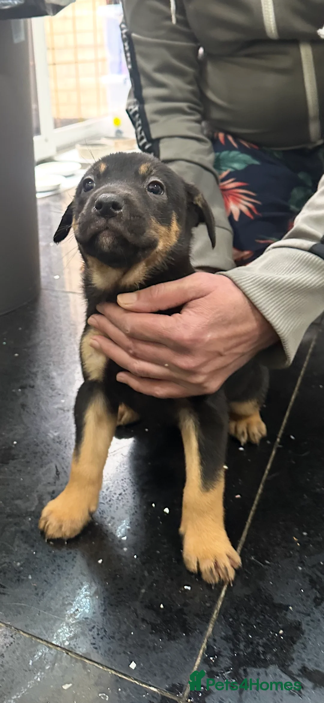 Belgian Shepherd Dog dogs for sale: Bull herder puppies for sale  - Advert 5