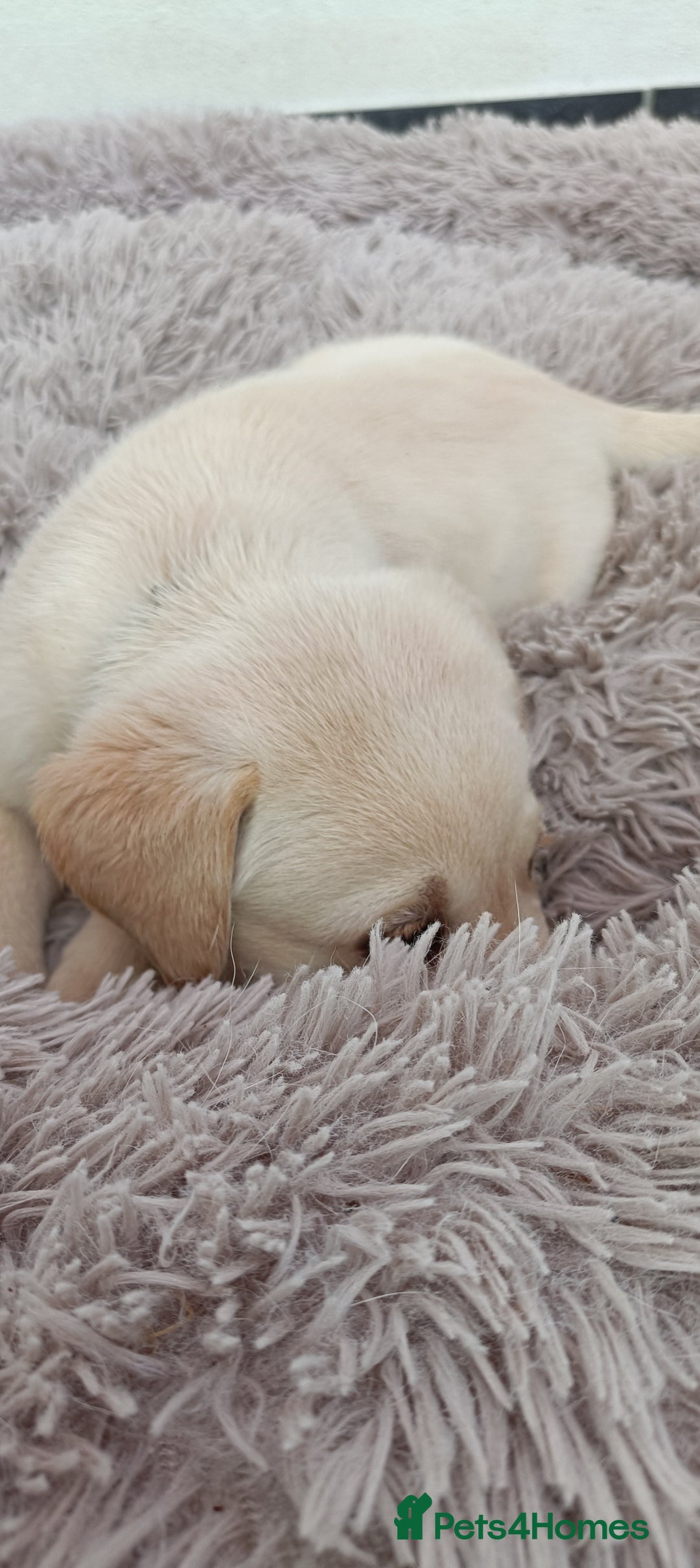 Labrador Retriever dogs for sale: Labrador puppies  - Image 15