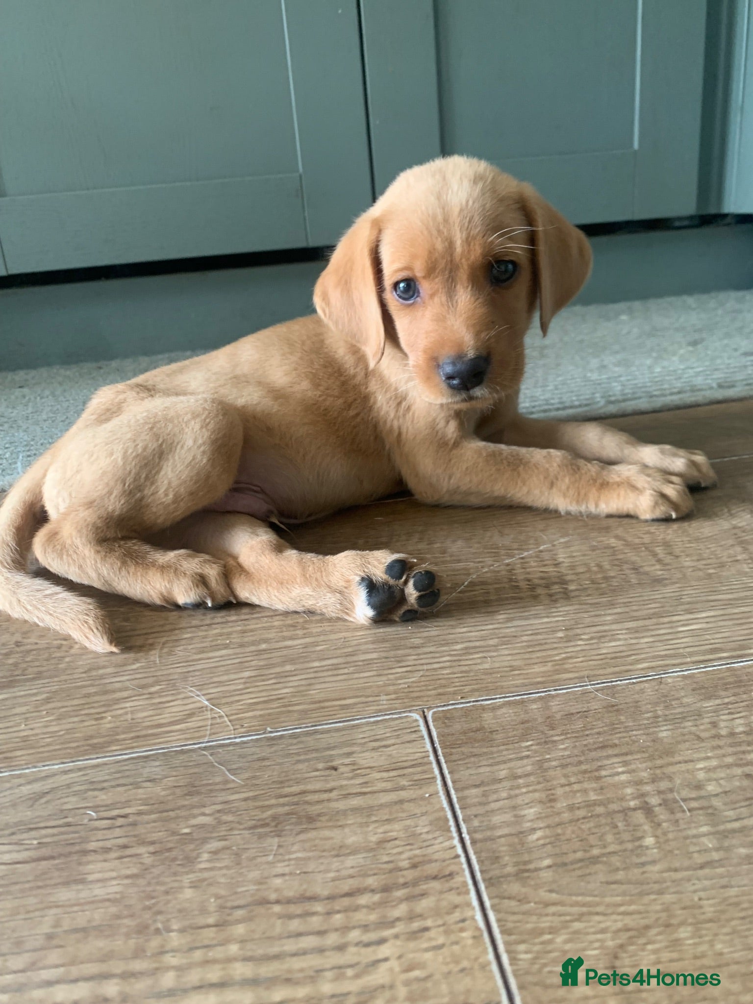 Labrador Retriever dogs  KC Labrador puppies 🐾 - Advert 5