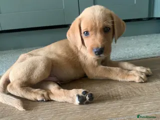 Labrador Retriever dogs KC Labrador puppies 🐾 - Advert 5