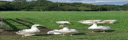 Geese poultry for sale: Young Geese for Sale - Advert 5
