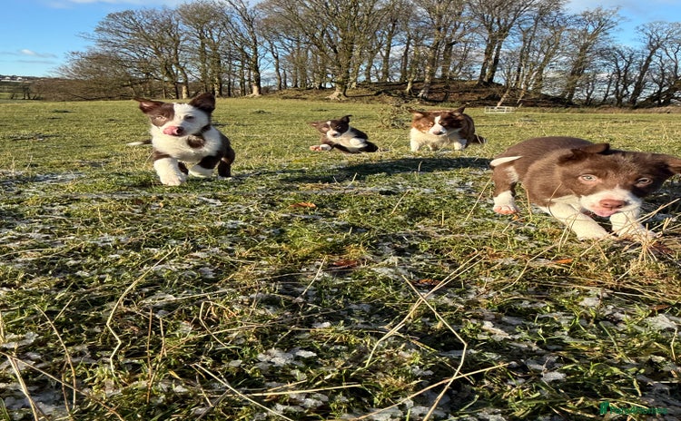 Border Collie dogs Red & White Border Collie Puppies - Advert 1