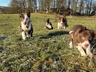 Border Collie dogs Red & White Border Collie Puppies - Advert 14