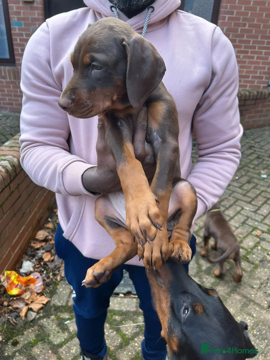 Dobermann dogs for stud: Proven Euro Doberman Stud in London - Advert 9