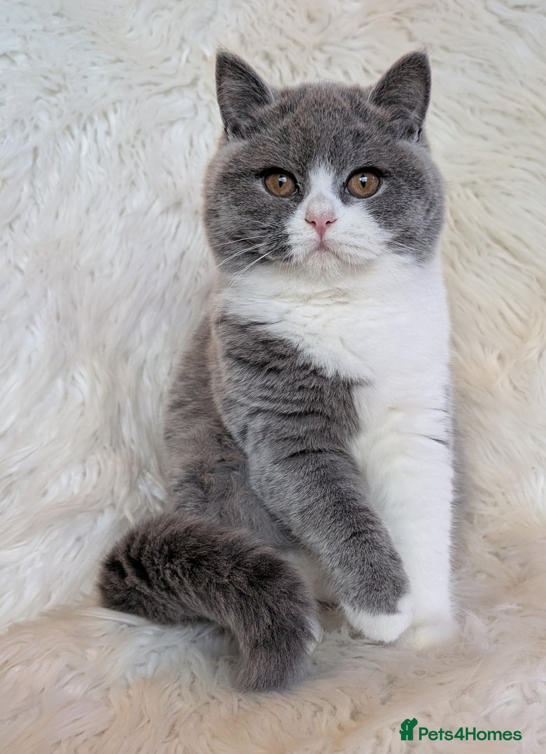 British Shorthair cats for sale: Amazing loving British shorthair kittens  - Advert 20