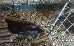 Guinea Pig rodents for sale: Boar Guinea Pigs for Sale £30 ( REDUCED) - Image 8