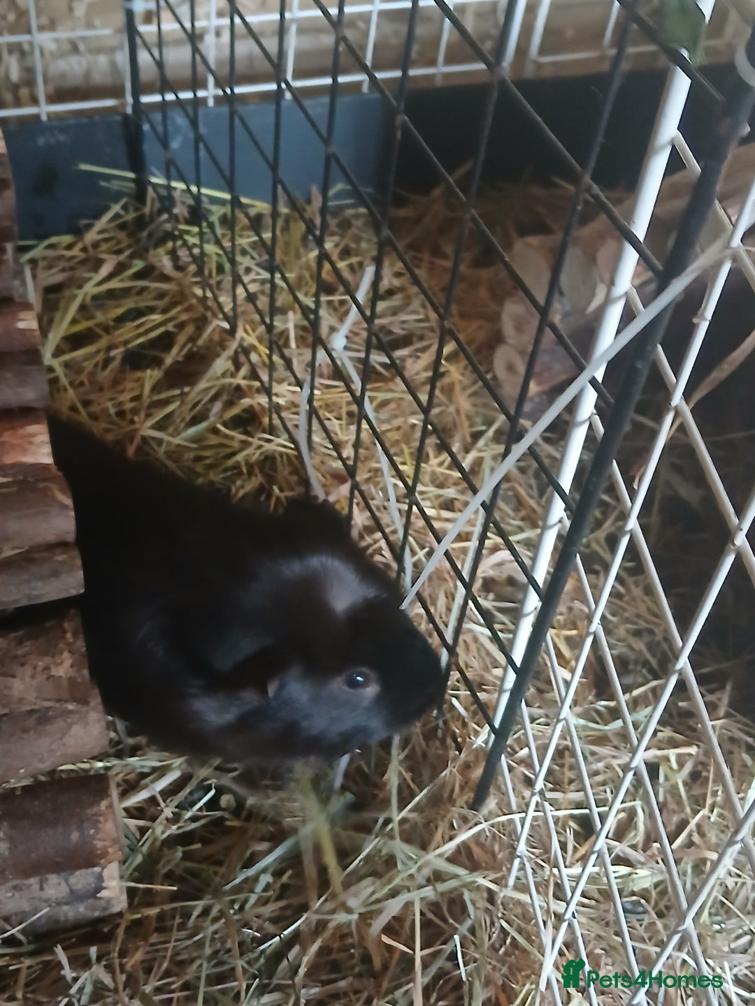 Guinea Pig rodents for sale: Boar Guinea Pigs for Sale £30 ( REDUCED) - Image 8