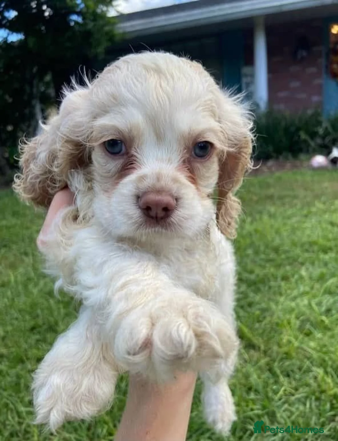 Cocker Spaniel dogs for sale: Beautiful Cocker Spaniel - Advert 3