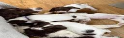 English Springer Spaniel dogs for sale: Working Springer Spaniels  - Advert 4