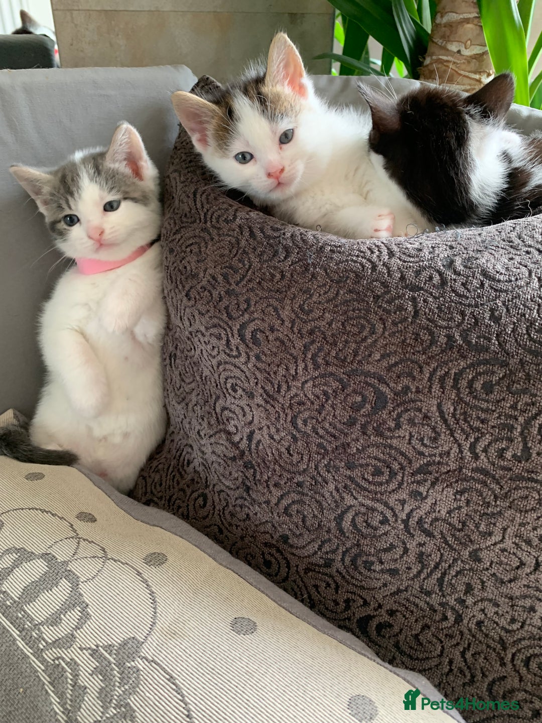 British Shorthair cats for sale: Gorgeous Kittens  - Image 6