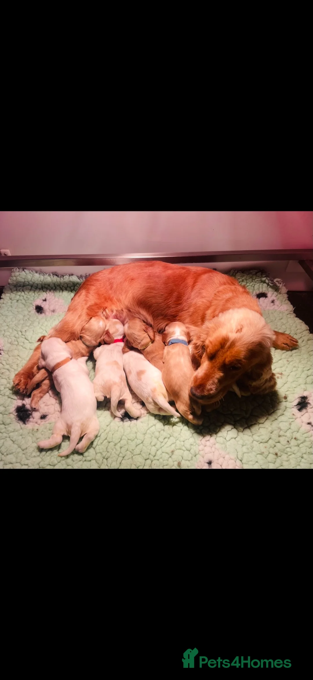 Cocker Spaniel dogs for sale: 🧡🤍 KC REG Show cocker Spaniel puppies for sale - Advert 20