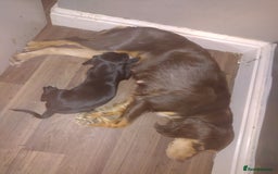 Mixed Breed dogs for sale: Sprocker x gwp - Image 8