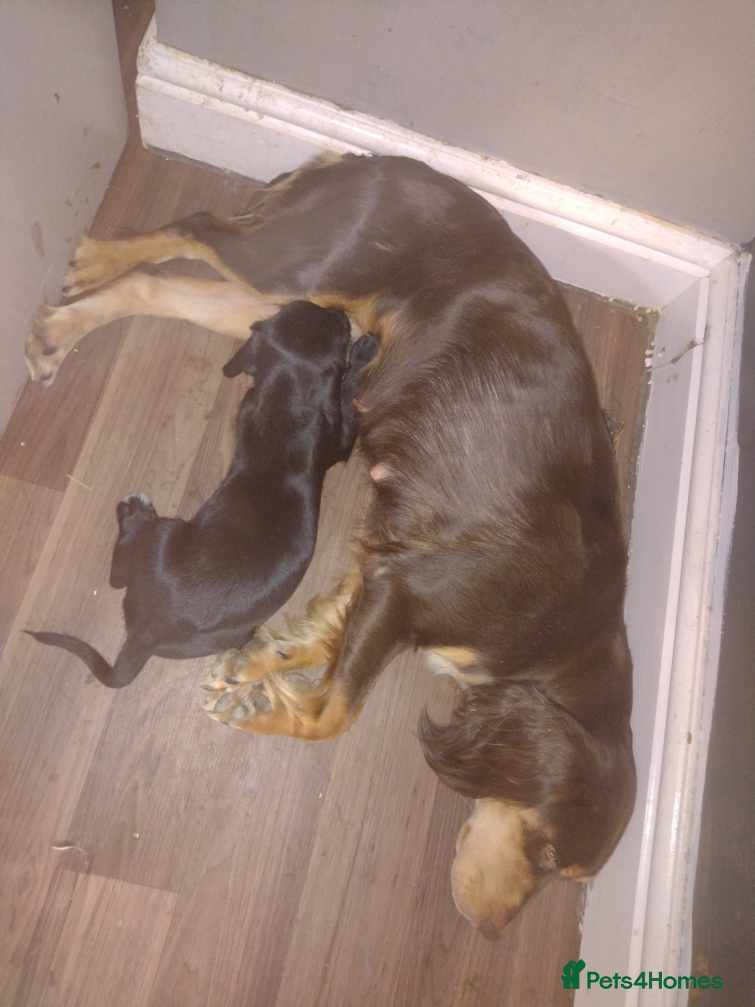 Mixed Breed dogs for sale: Sprocker x gwp - Image 8