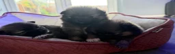 Pomchi dogs for sale: Teddy bear Pomchi puppies  - Advert 9