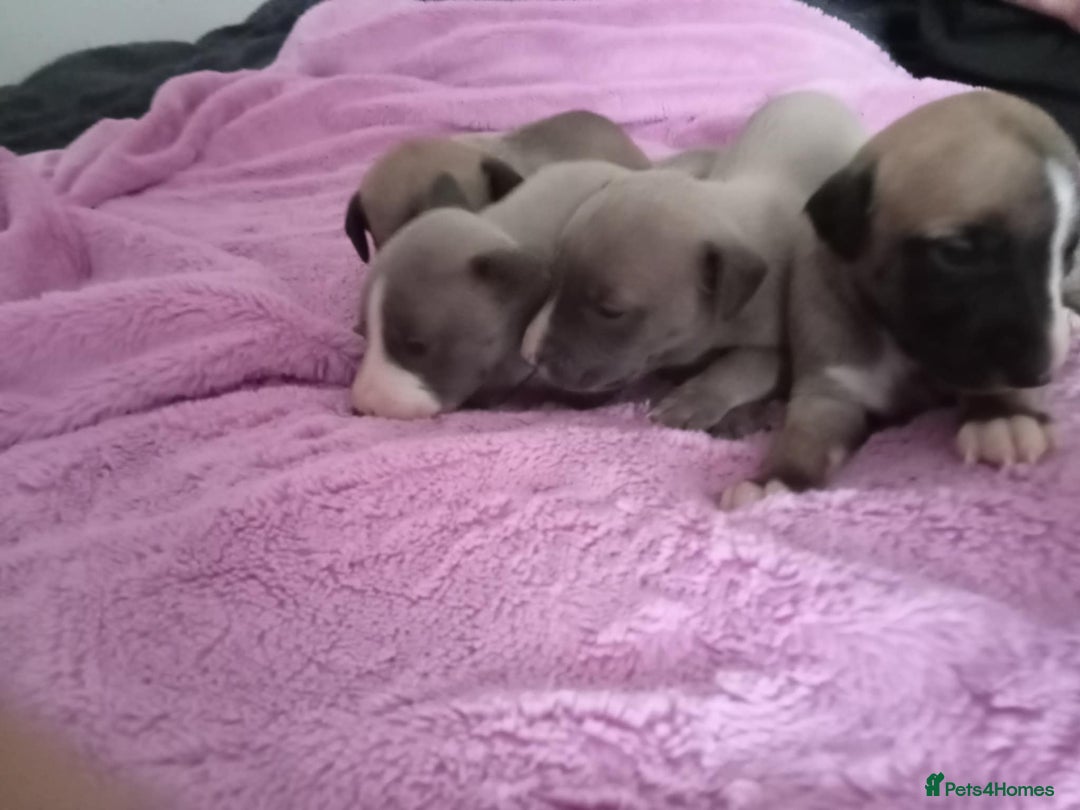 Whippet dogs for sale: Beautiful whippets  - Image 17
