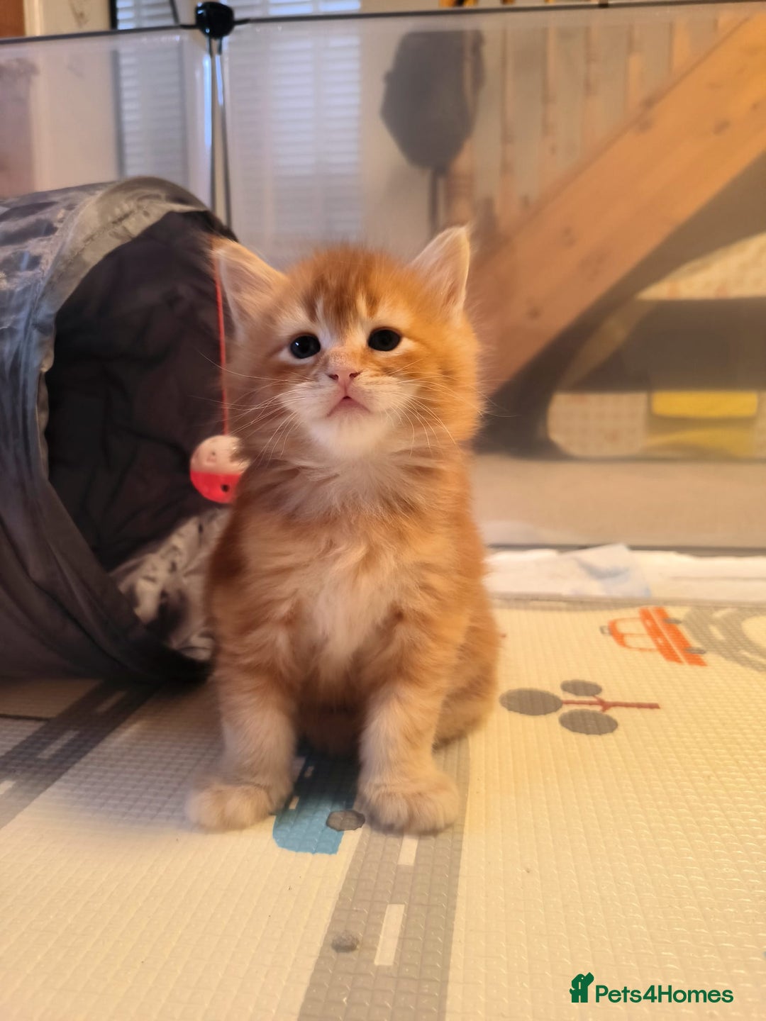 Maine Coon cats for sale: Maine coon mix kittens  - Advert 12