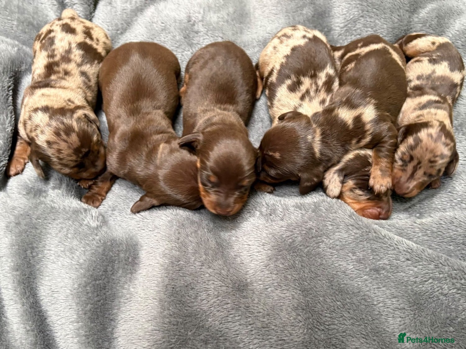 Miniature Dachshund dogs for sale: Miniature Dachshund puppies for sale - Advert 1