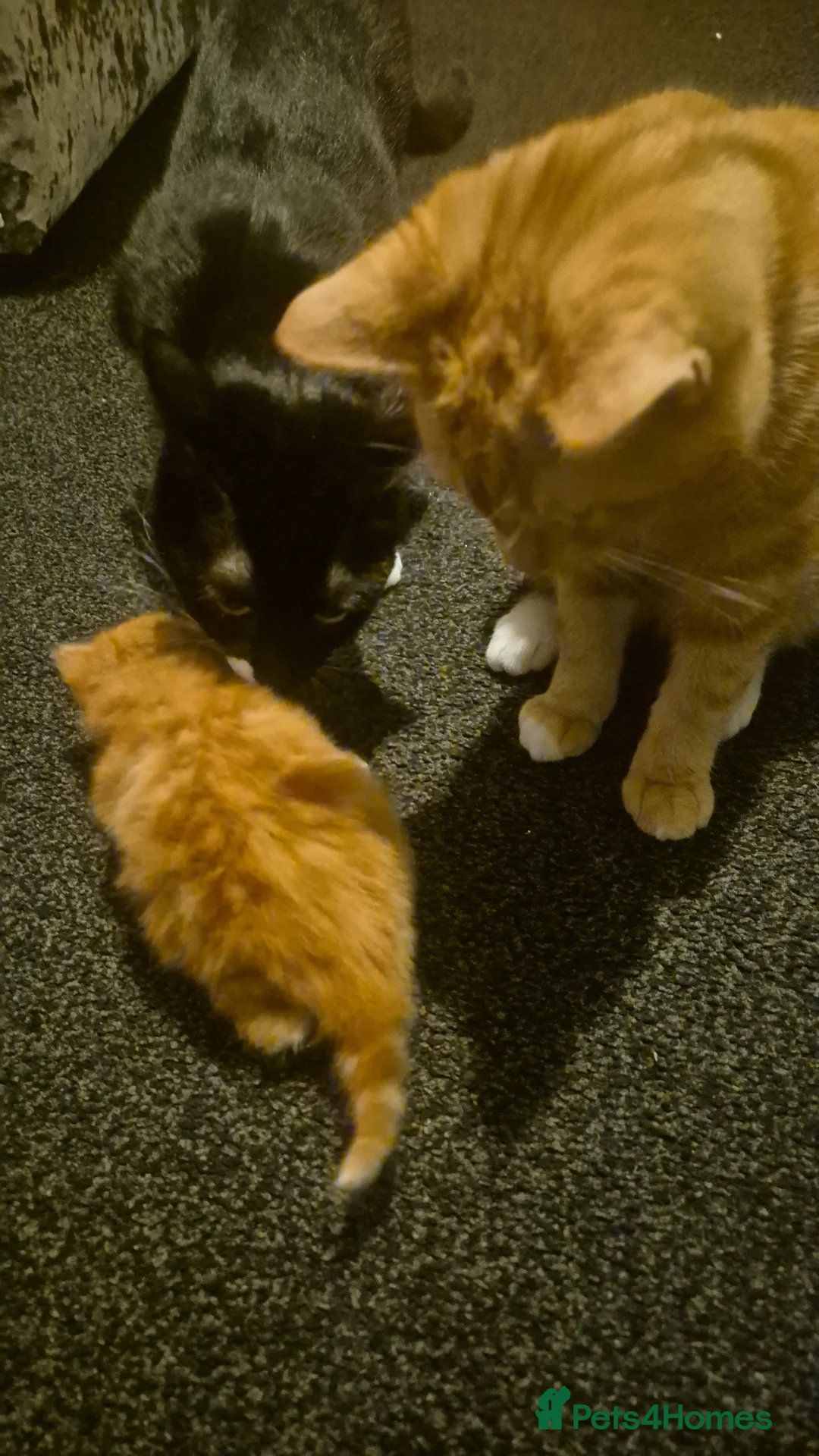 Mixed Breed cats for sale: Kittens for sale - Advert 15