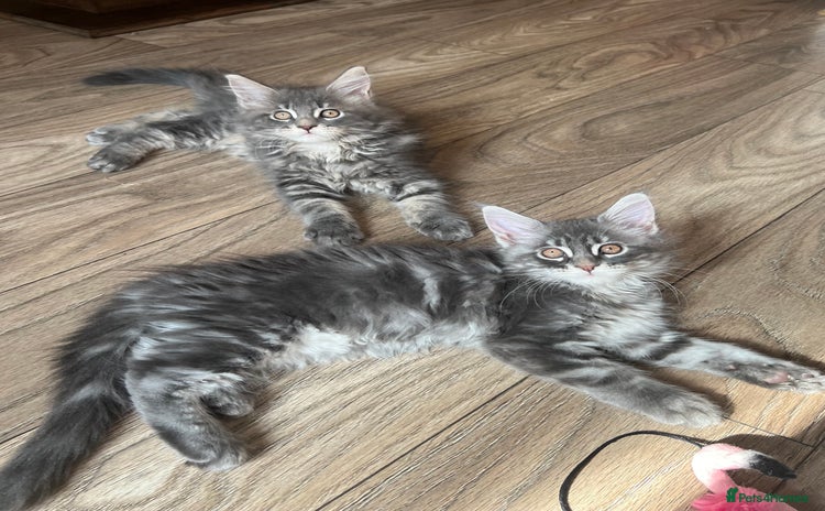Maine Coon cats - Advert 7