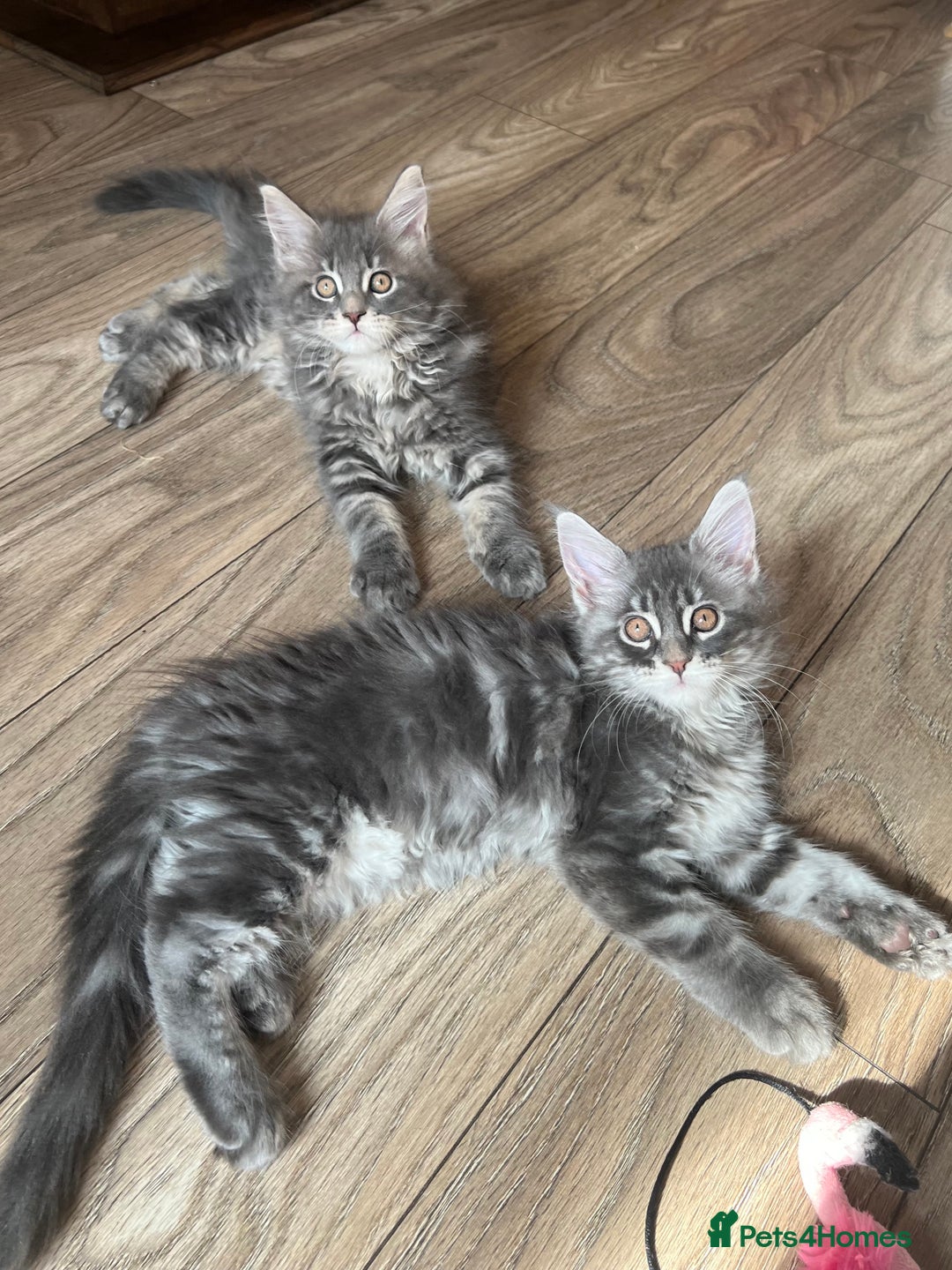 Maine Coon cats for sale: Pure Maine Coon Kittens READY TO LEAVE now! - Image 7