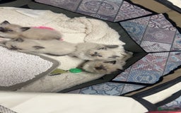 Ragdoll cats for sale: Ragdoll Kitten - Advert 6