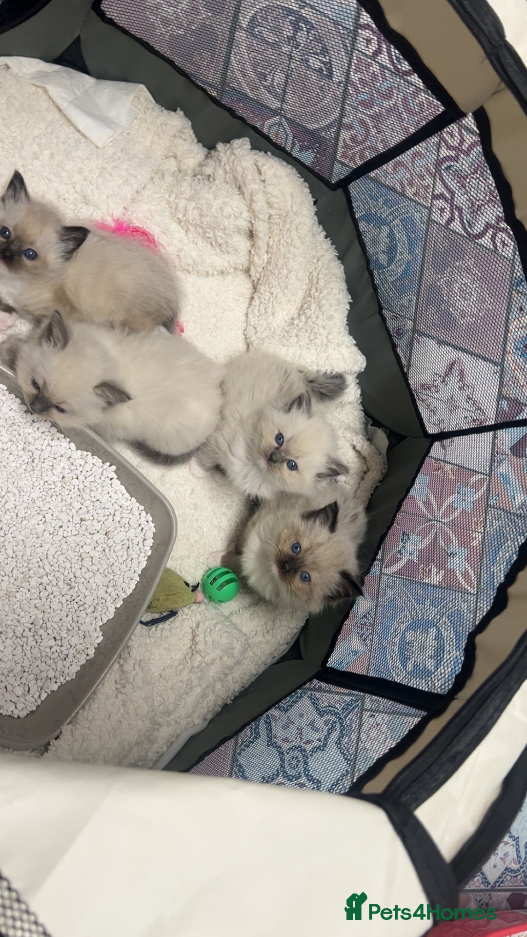 Ragdoll cats for sale: Ragdoll Kitten - Advert 6