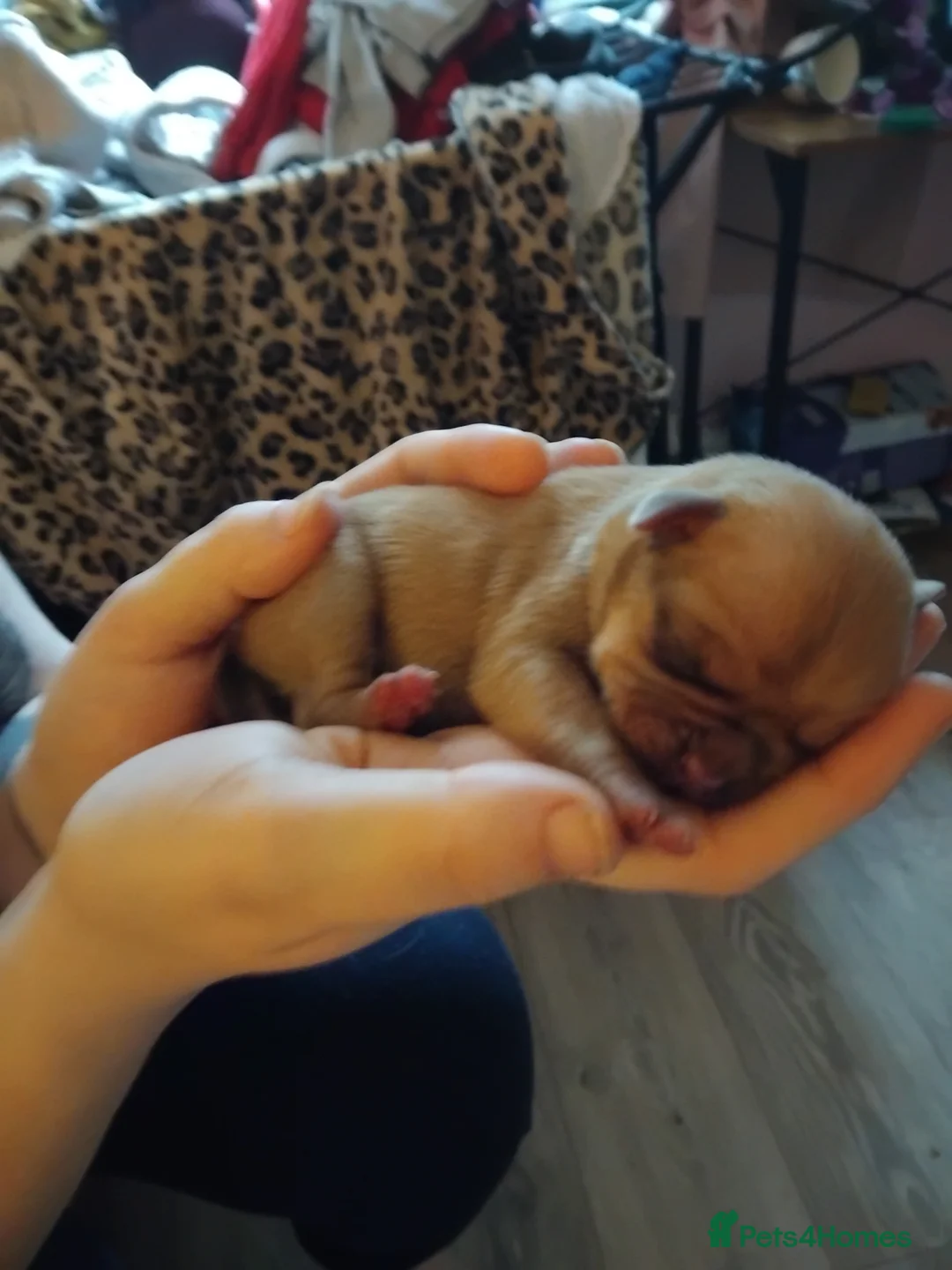 Mixed Breed dogs for sale: Pug cross american bulldog - Advert 3