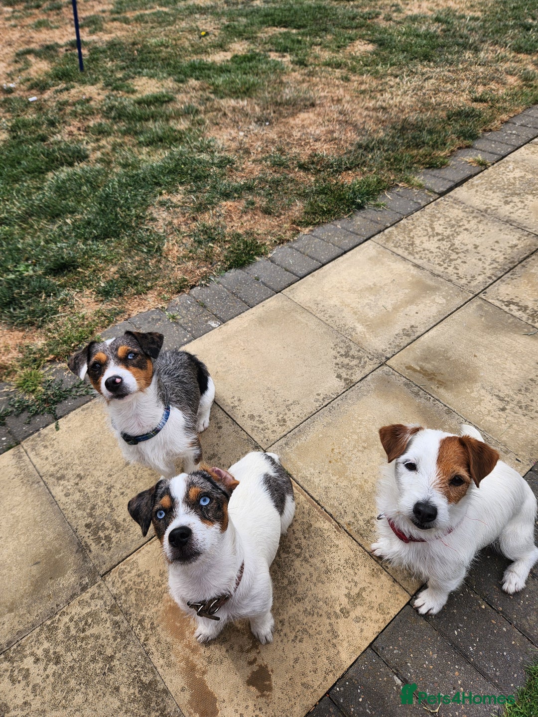 Jack Russell dogs for sale: Jack russell  - Image 7