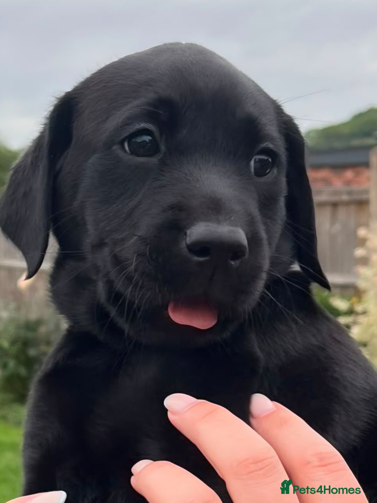 Labrador Retriever dogs Stunning KC Registered working Labrador pups.  - Advert 11