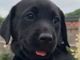 Labrador Retriever dogs Stunning KC Registered working Labrador pups. - Advert 11