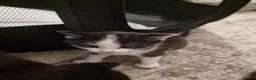 Domestic Shorthair cats for sale: Gorgeous tuxedo and mixed litter - Advert 13