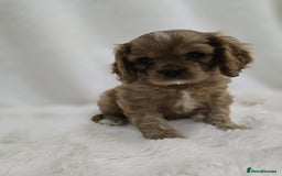 Cavalier King Charles Spaniel dogs for sale: TWO CAVALIER KING CHARLES BOYS AVAILABLE NOW - Image 7