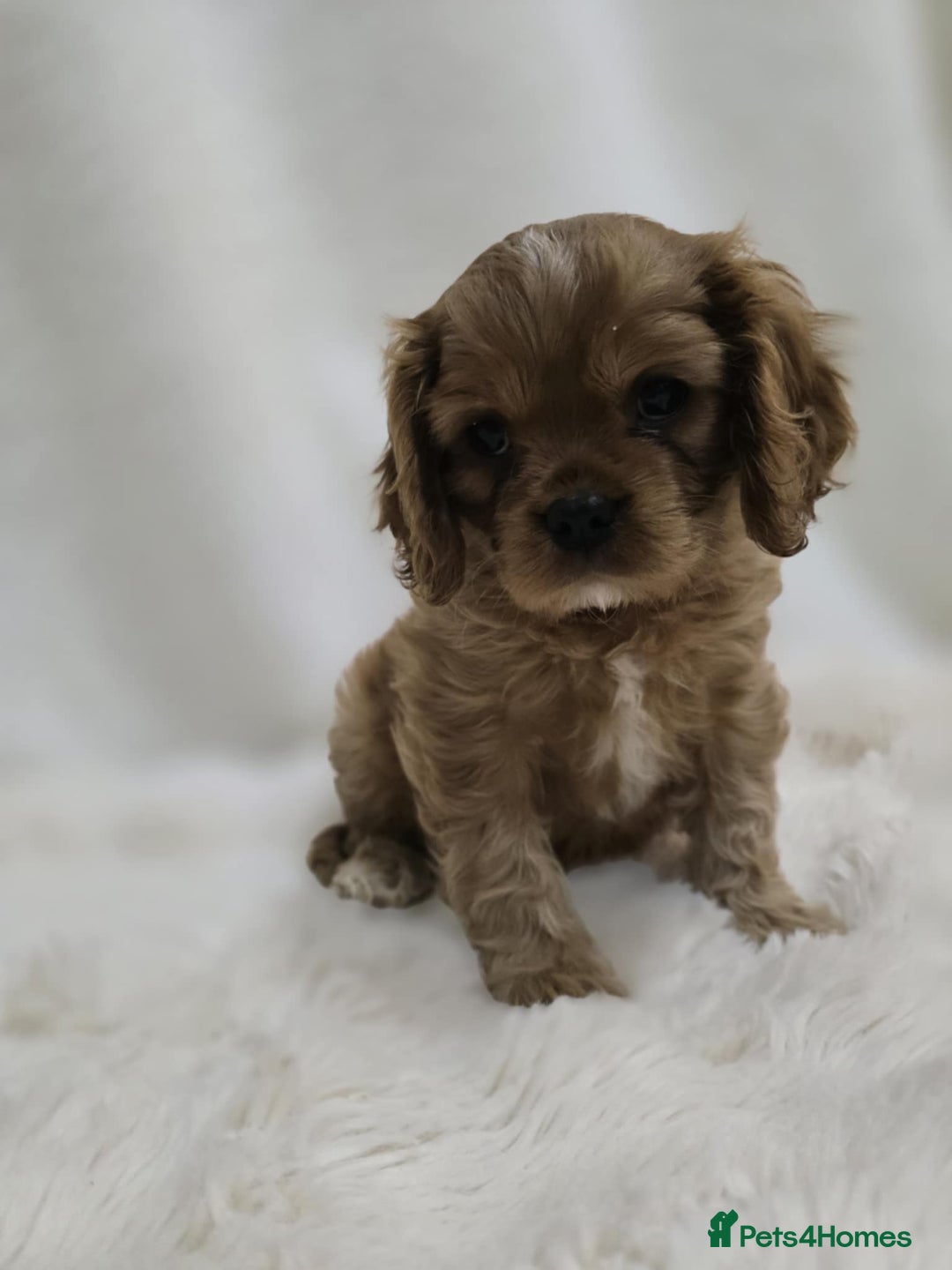 Cavalier King Charles Spaniel dogs for sale: TWO CAVALIER KING CHARLES BOYS AVAILABLE NOW - Image 7