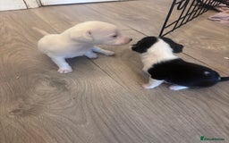Mixed Breed dogs for sale: Cocker Jack - Image 5
